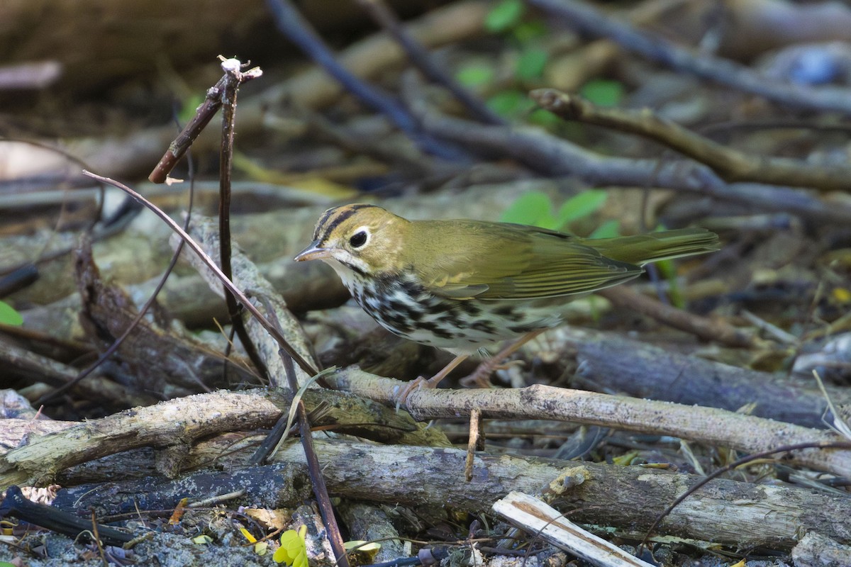 Ovenbird - ML643796723