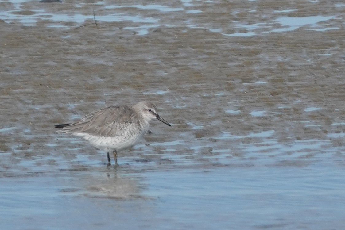 Red Knot - ML643796734