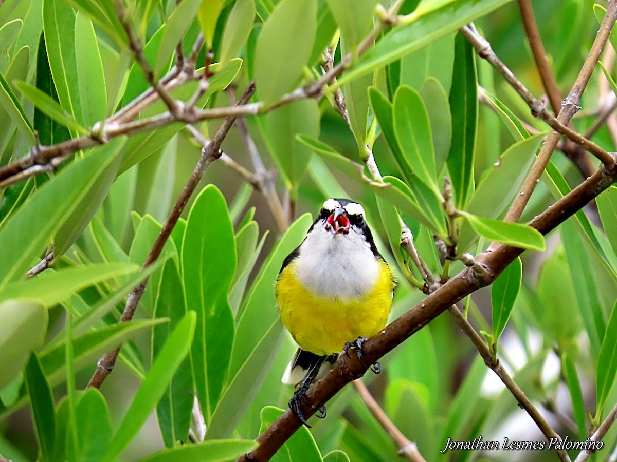 Bananaquit - ML643796753