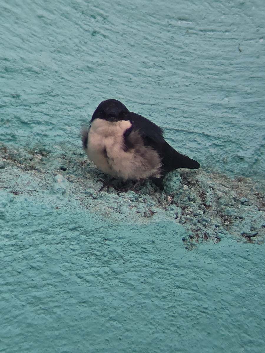 Blue-and-white Swallow - ML643796754