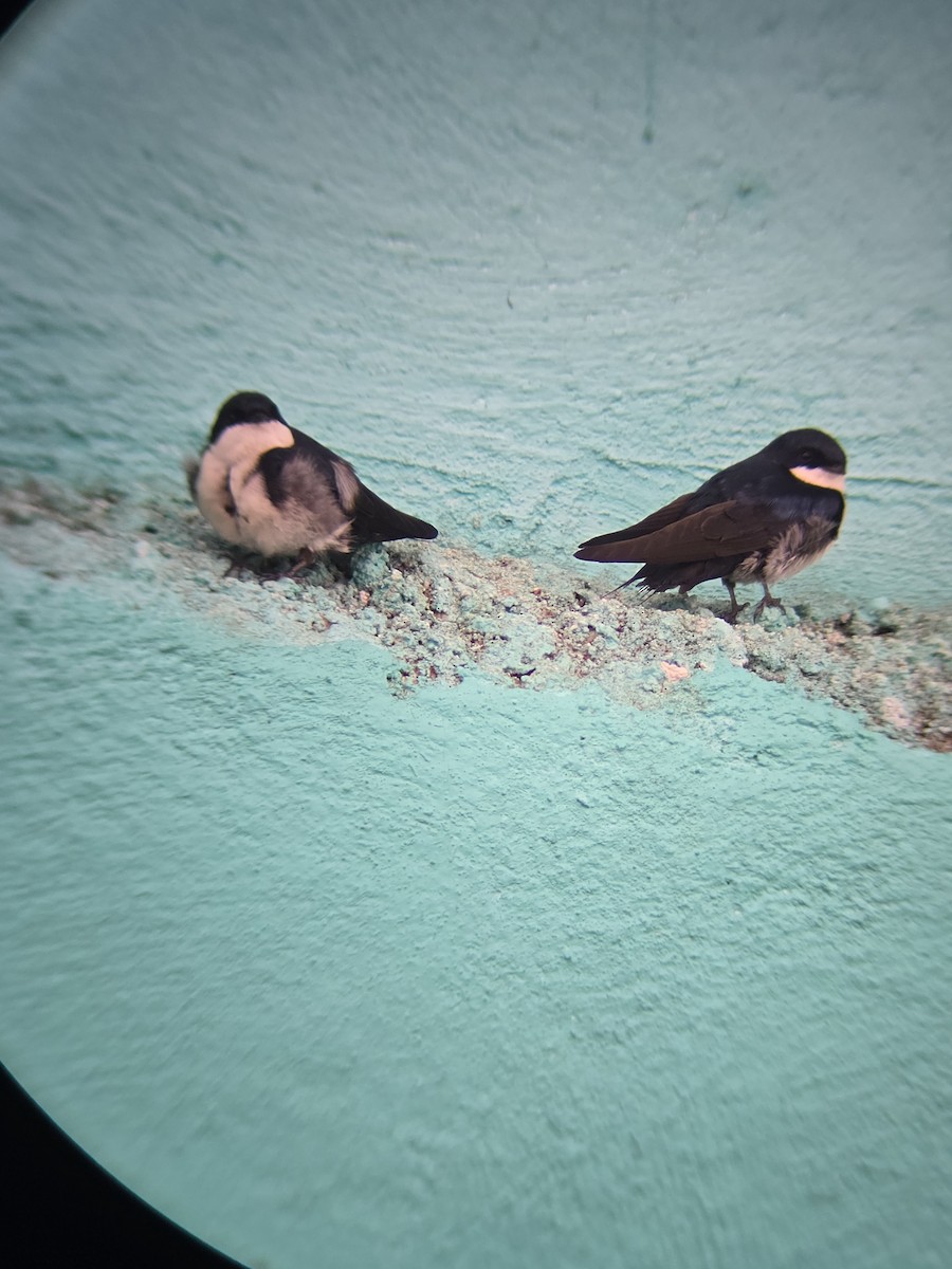 Blue-and-white Swallow - ML643796755