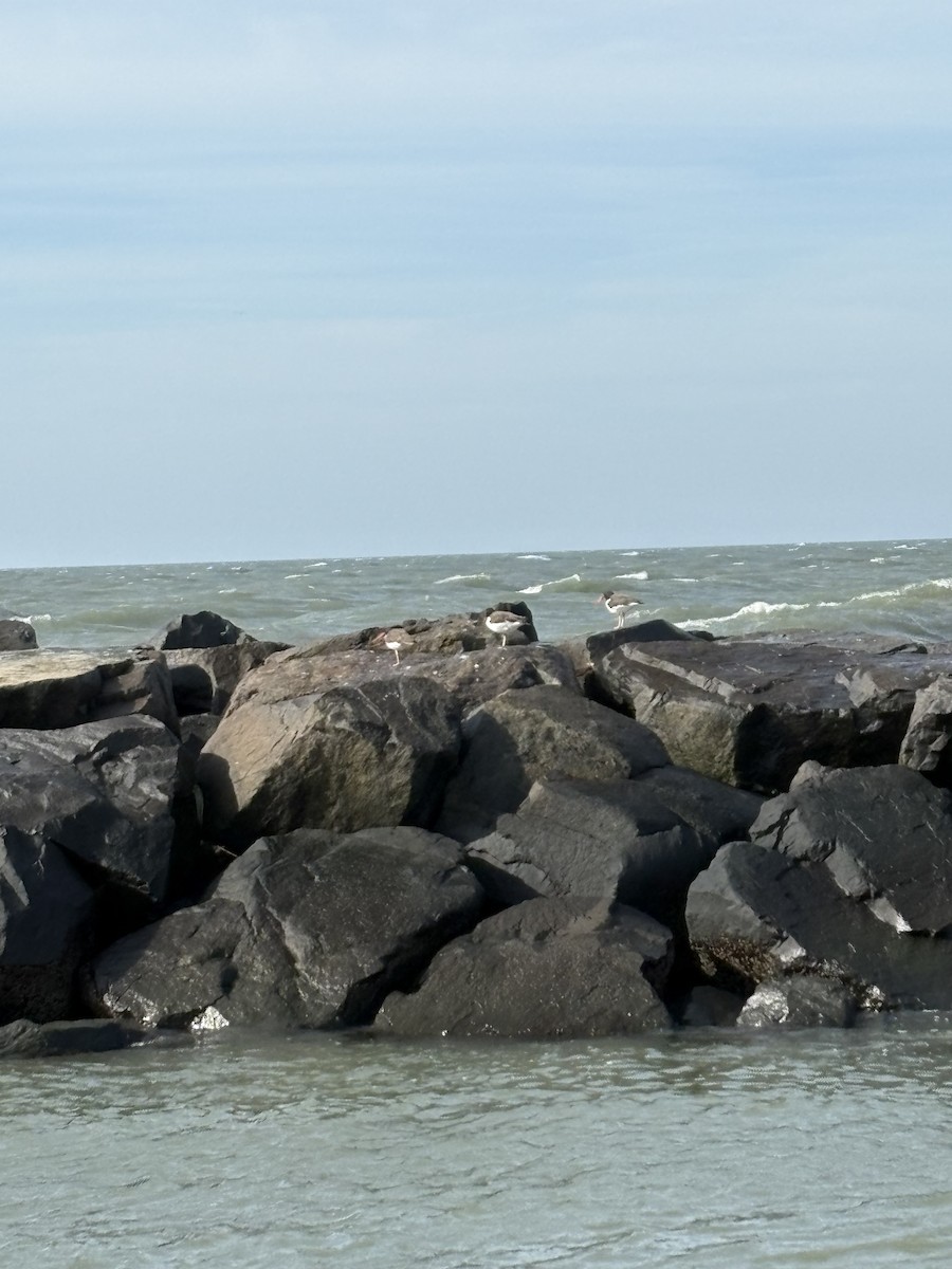 American Oystercatcher - ML643796771