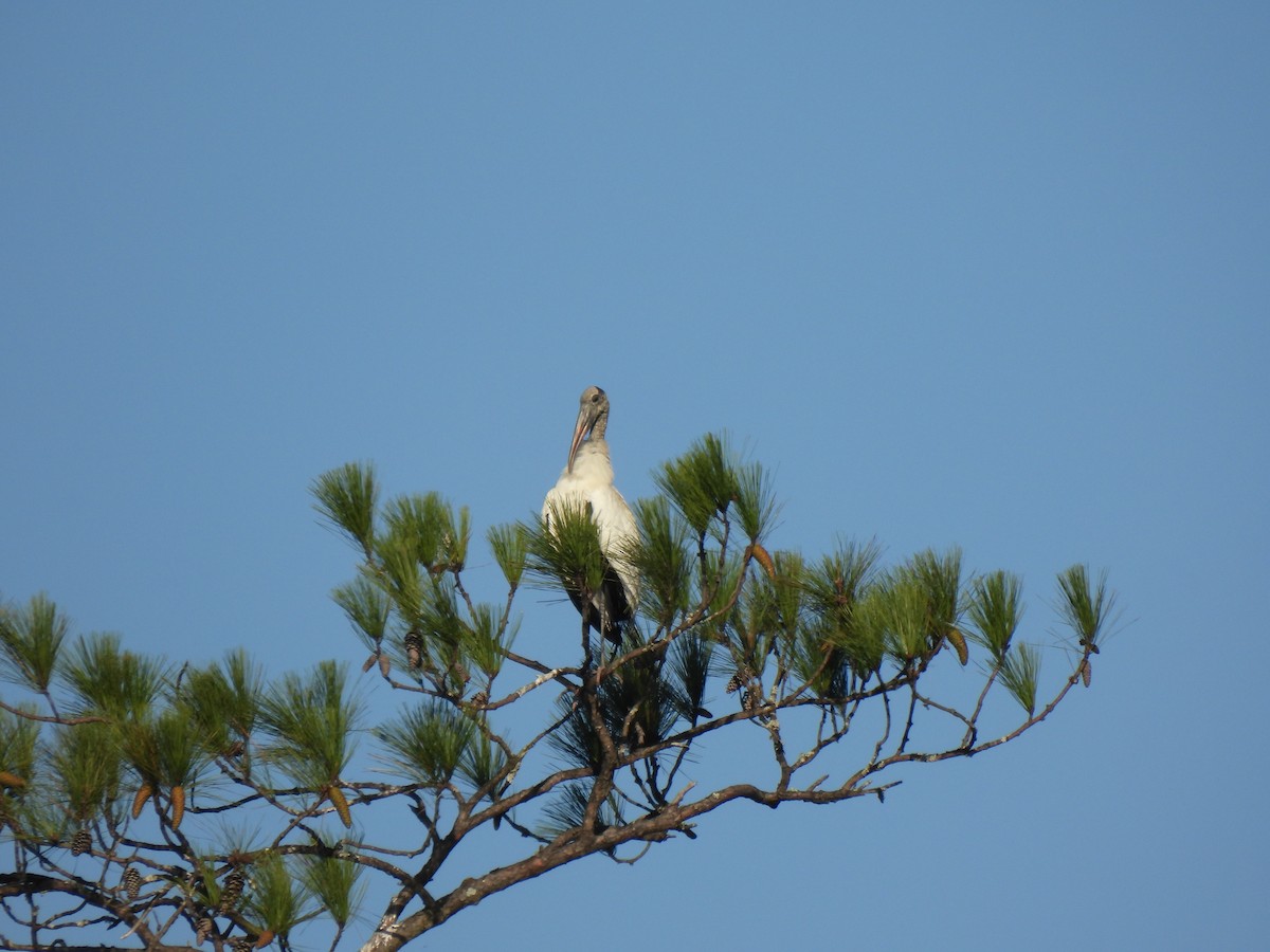 Wood Stork - ML643796780