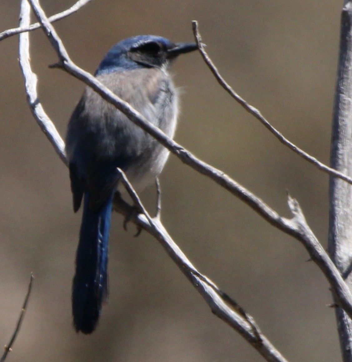 Woodhouse's Scrub-Jay - ML643796783