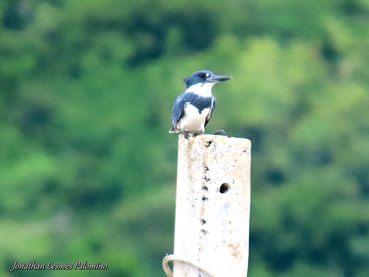 Belted Kingfisher - ML643796786