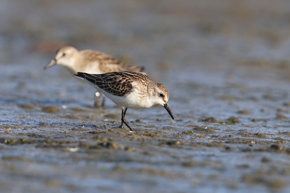 White-rumped Sandpiper - ML643796796