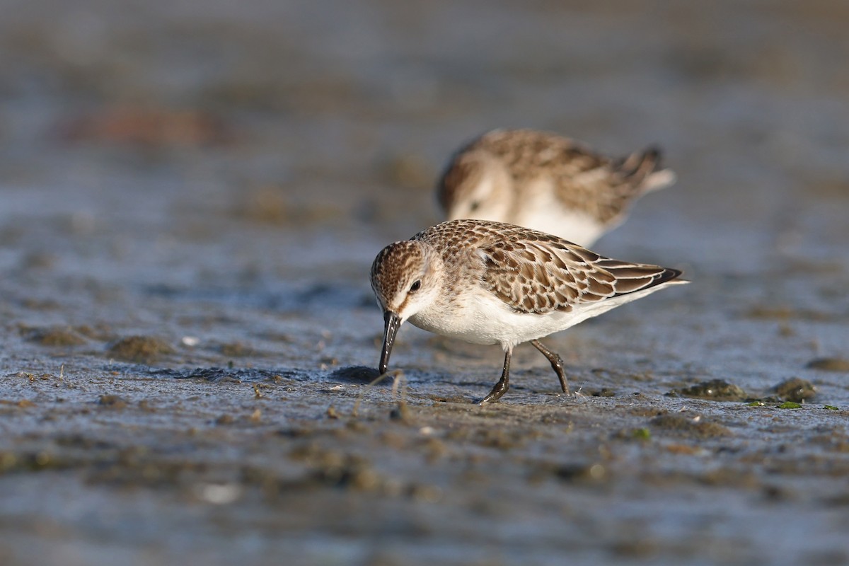White-rumped Sandpiper - ML643796797