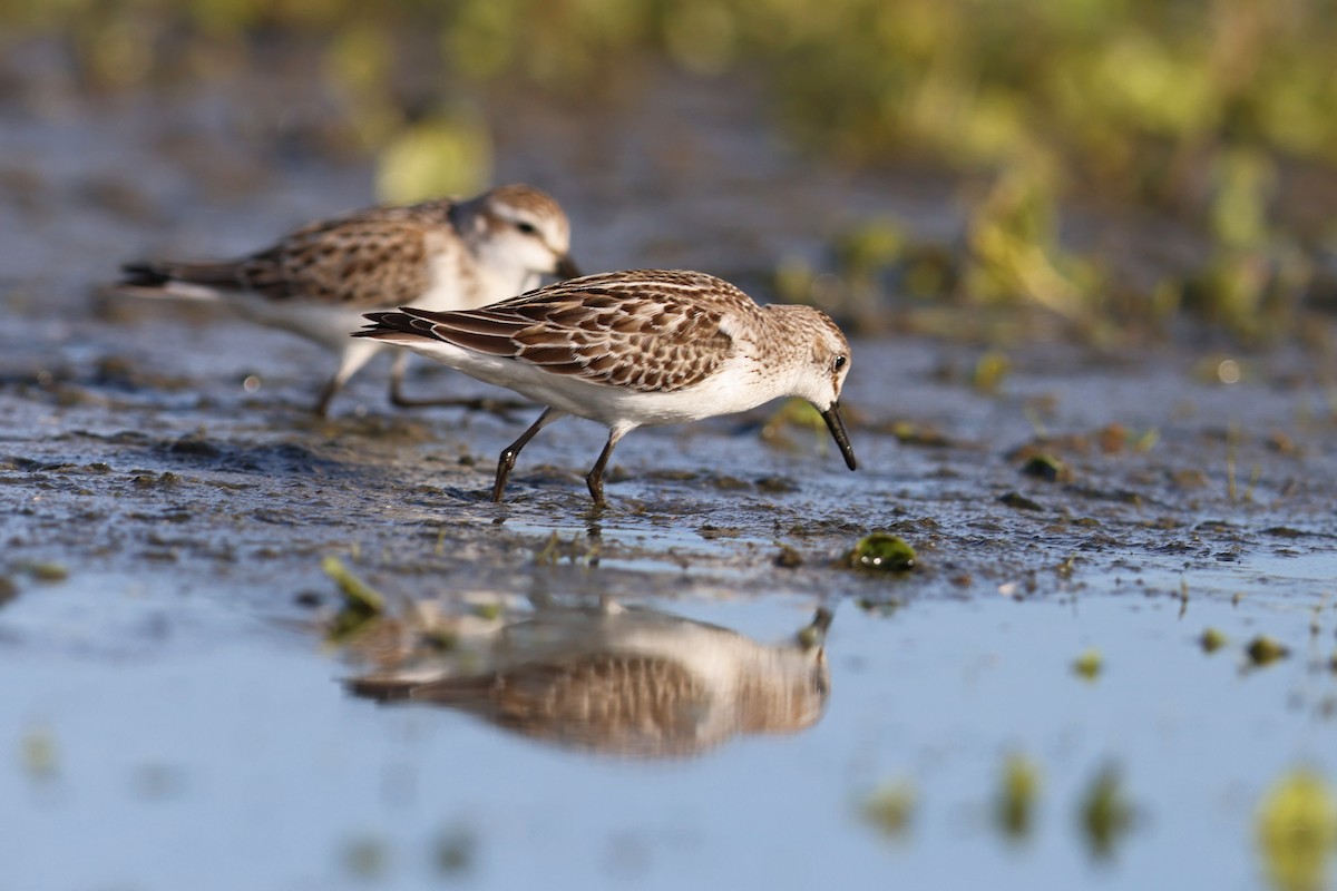 White-rumped Sandpiper - ML643796799