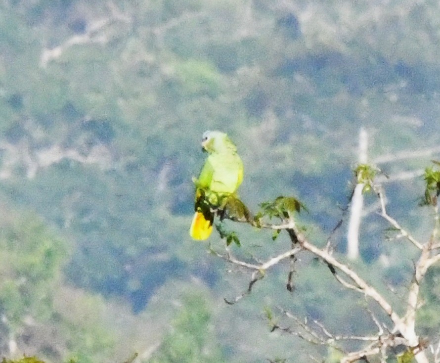 Orange-winged Amazon - ML643796805