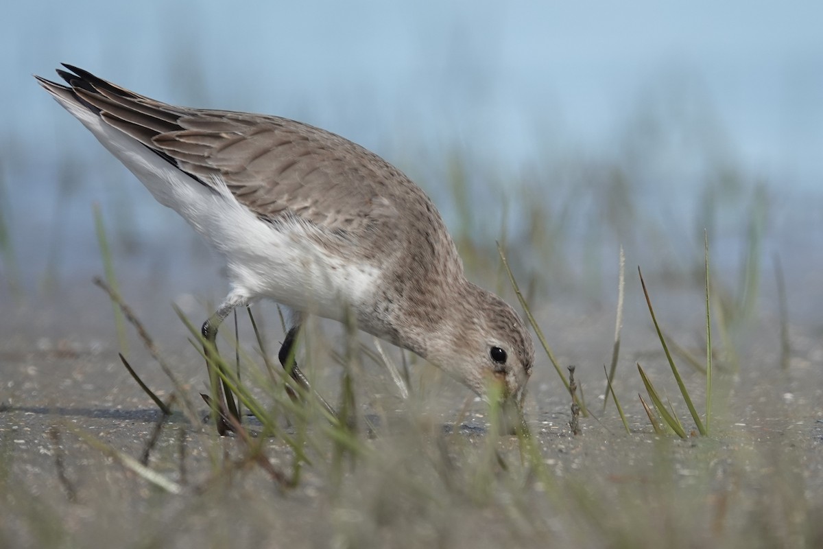 Dunlin - ML643796807