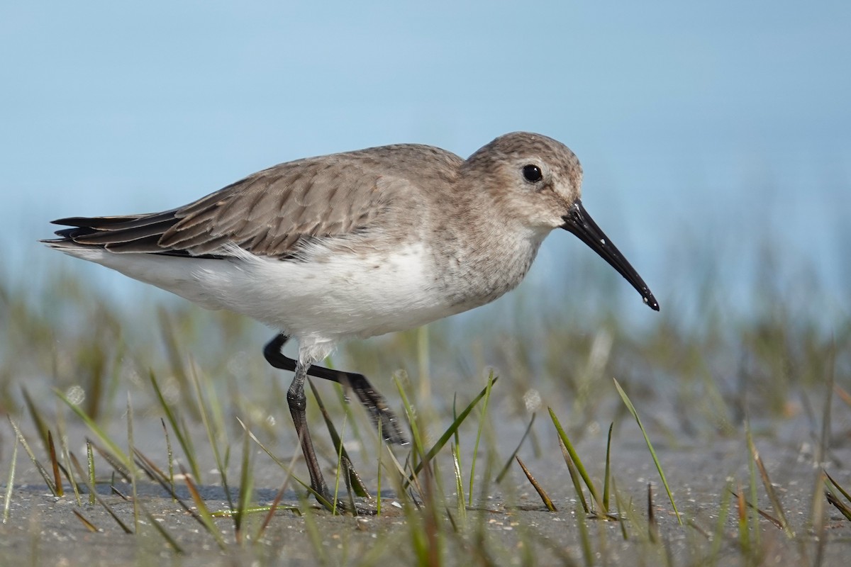 Dunlin - ML643796808