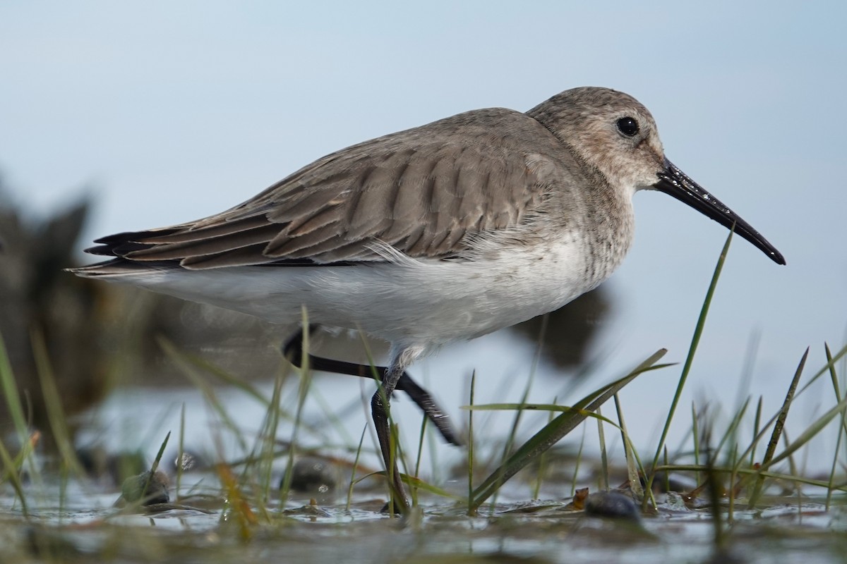 Dunlin - ML643796809