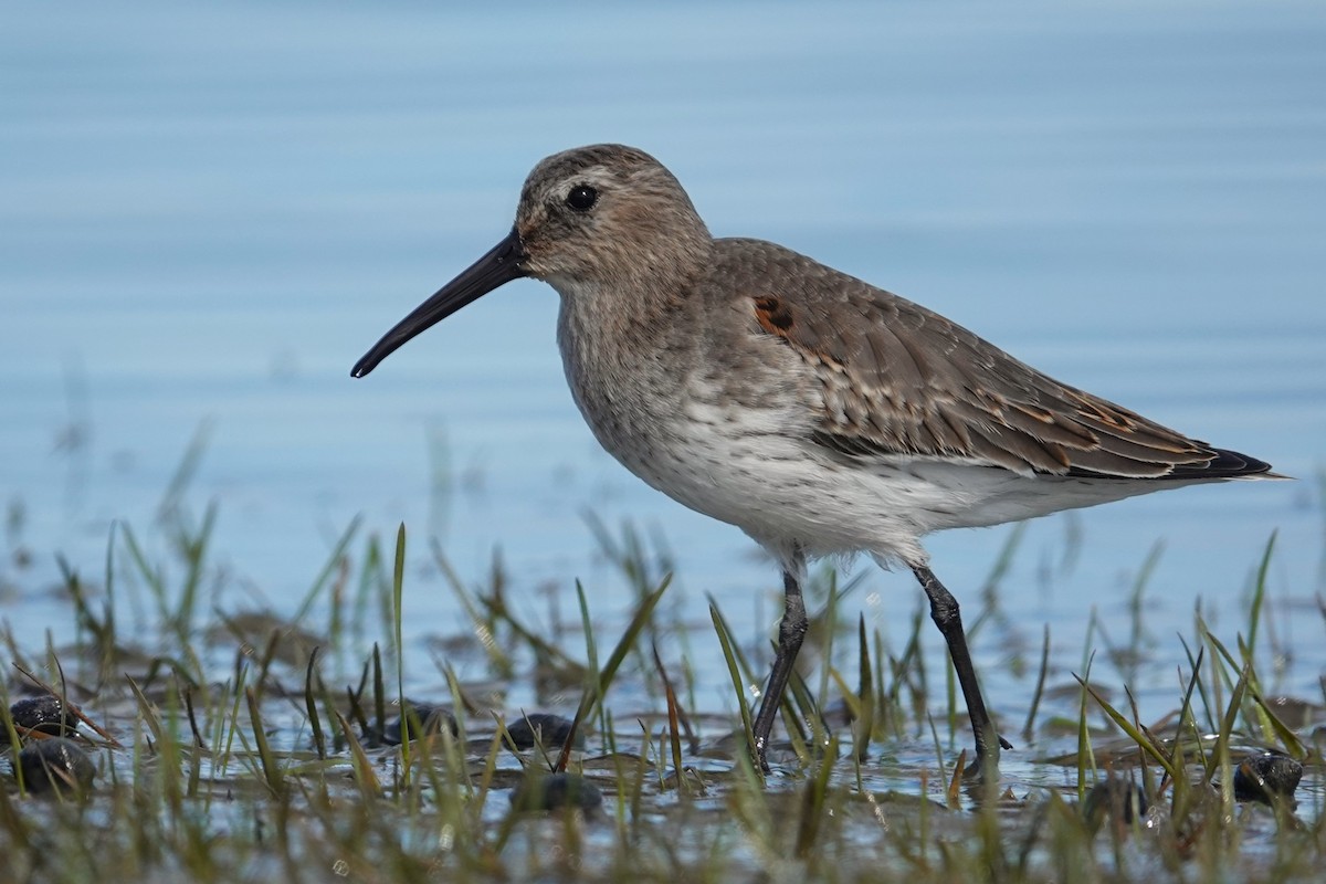 Dunlin - ML643796810