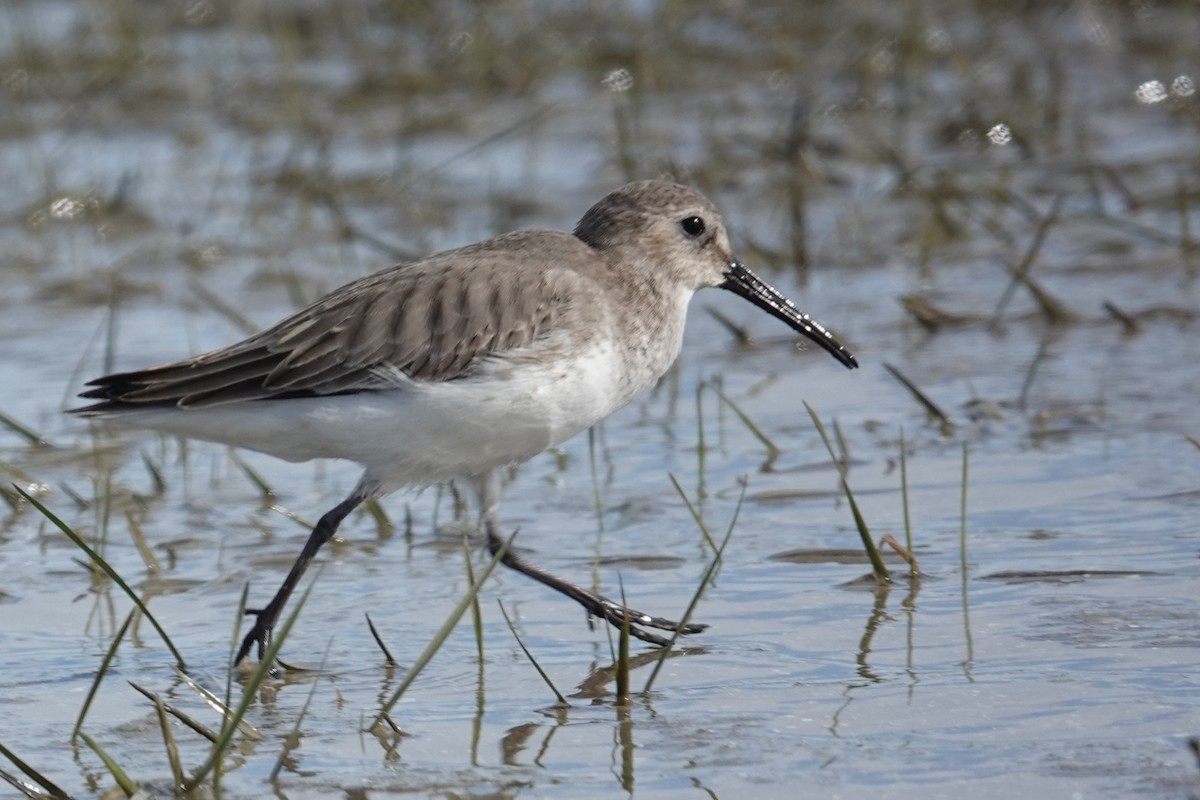 Dunlin - ML643796811