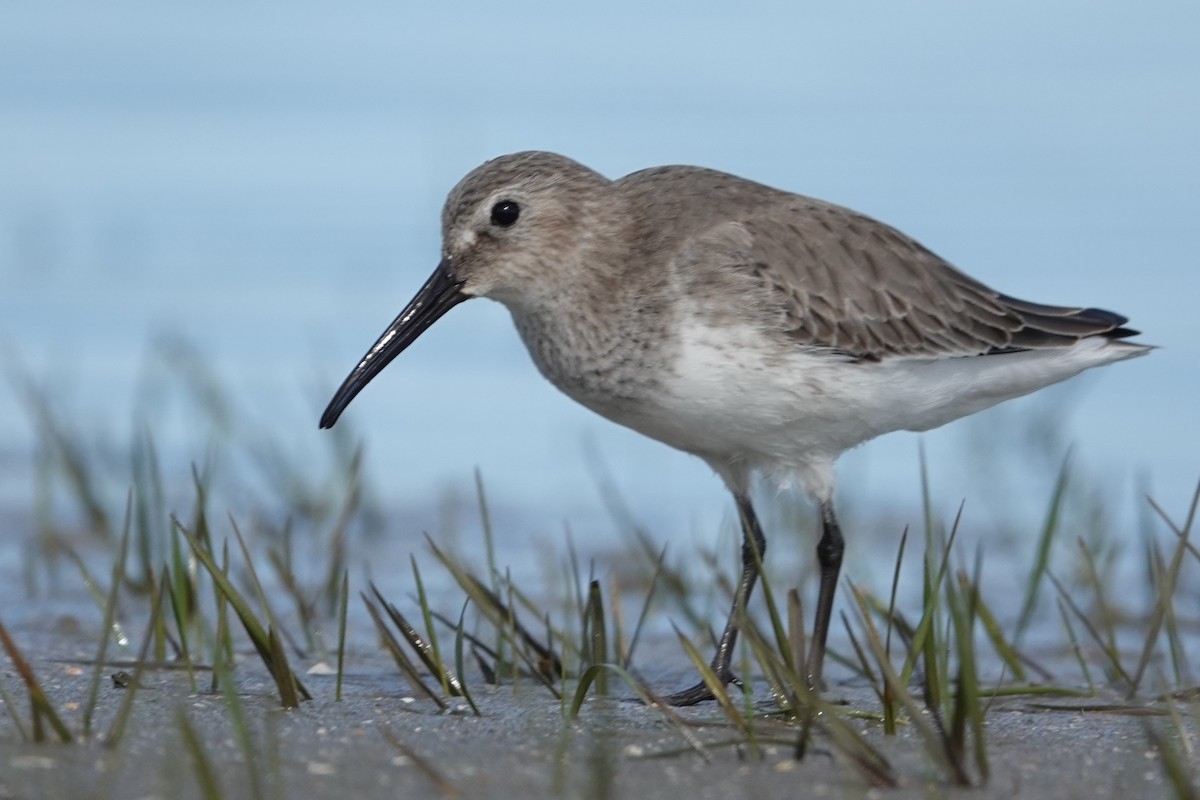Dunlin - ML643796812