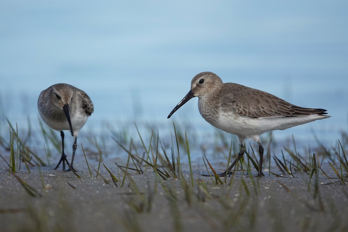 Dunlin - ML643796813