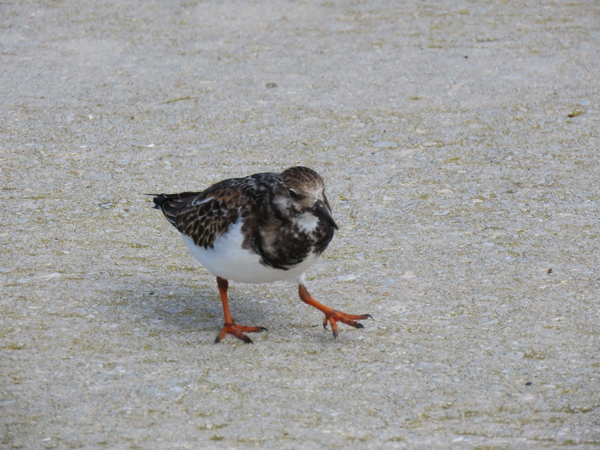 Ruddy Turnstone - ML643796826