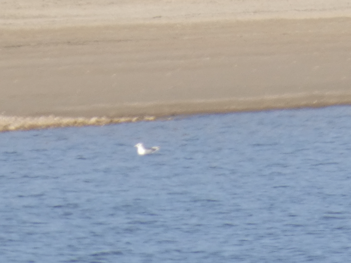 Mouette tridactyle - ML643796828