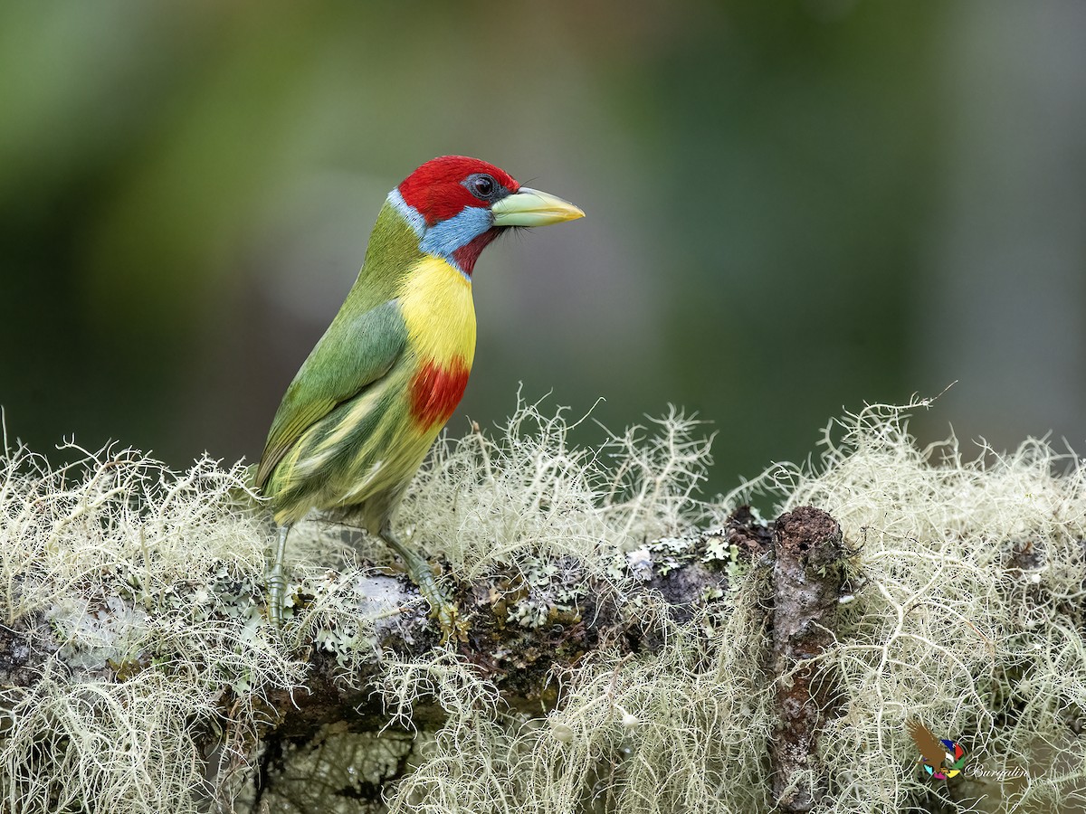 Çok Renkli Barbet - ML643796834