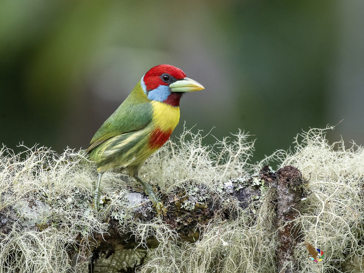 Çok Renkli Barbet - ML643796835