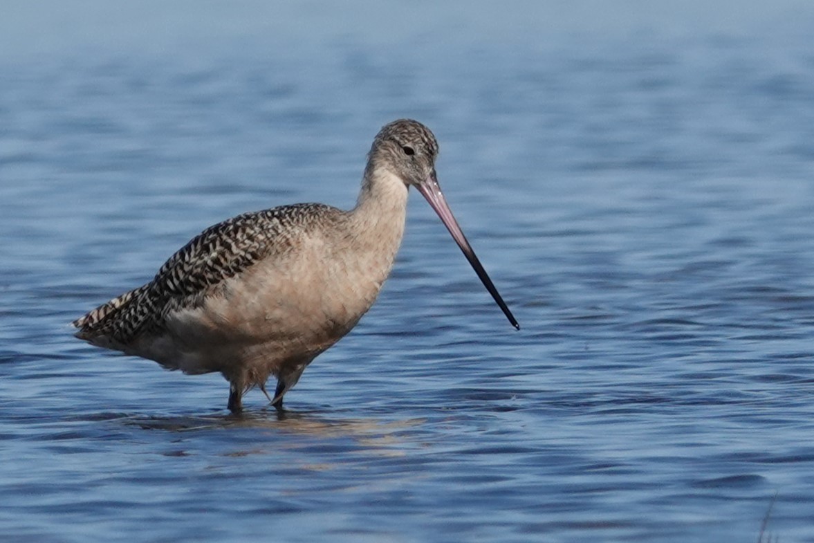 Marbled Godwit - ML643796837