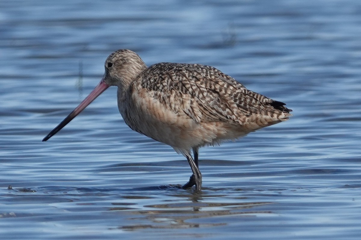 Marbled Godwit - ML643796839