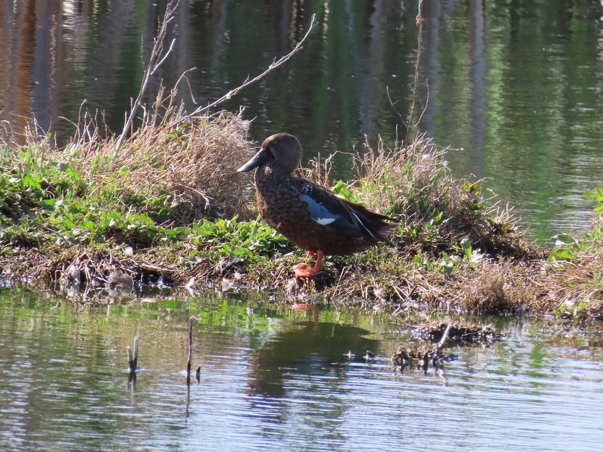 Australasian Shoveler - ML643796840