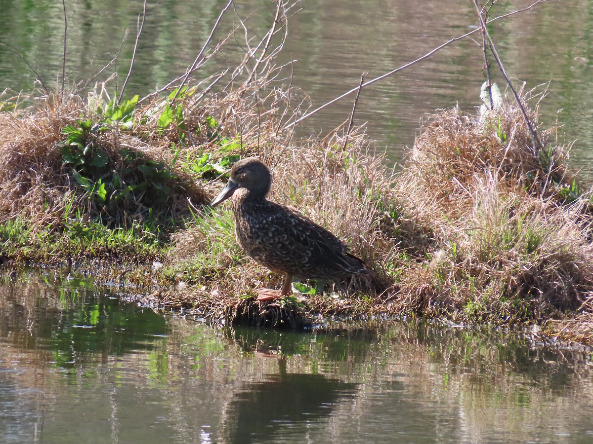 Australasian Shoveler - ML643796841