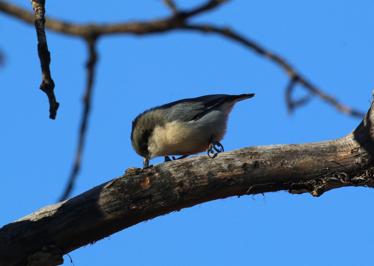 Pygmy Nuthatch - ML643796842