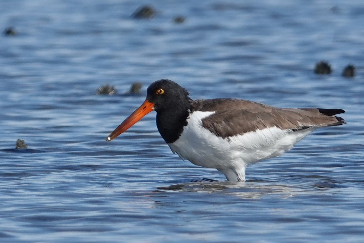 American Oystercatcher - ML643796845