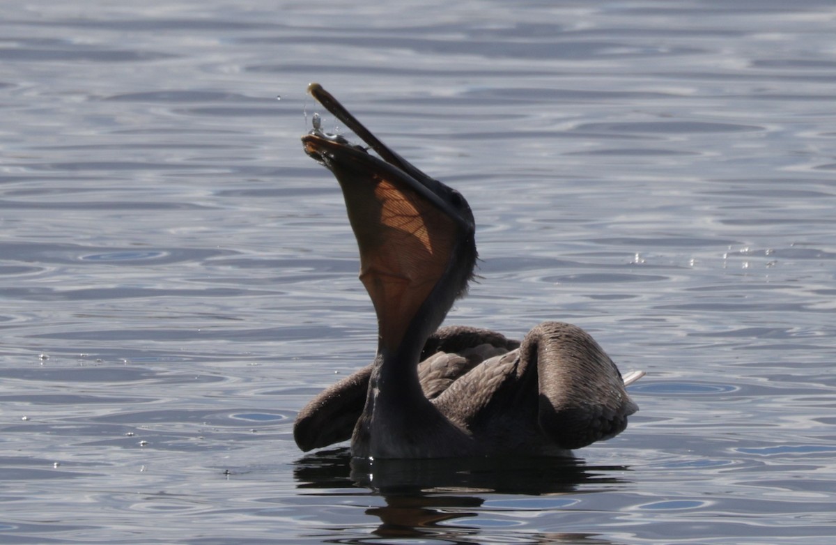 Brown Pelican - ML643796849