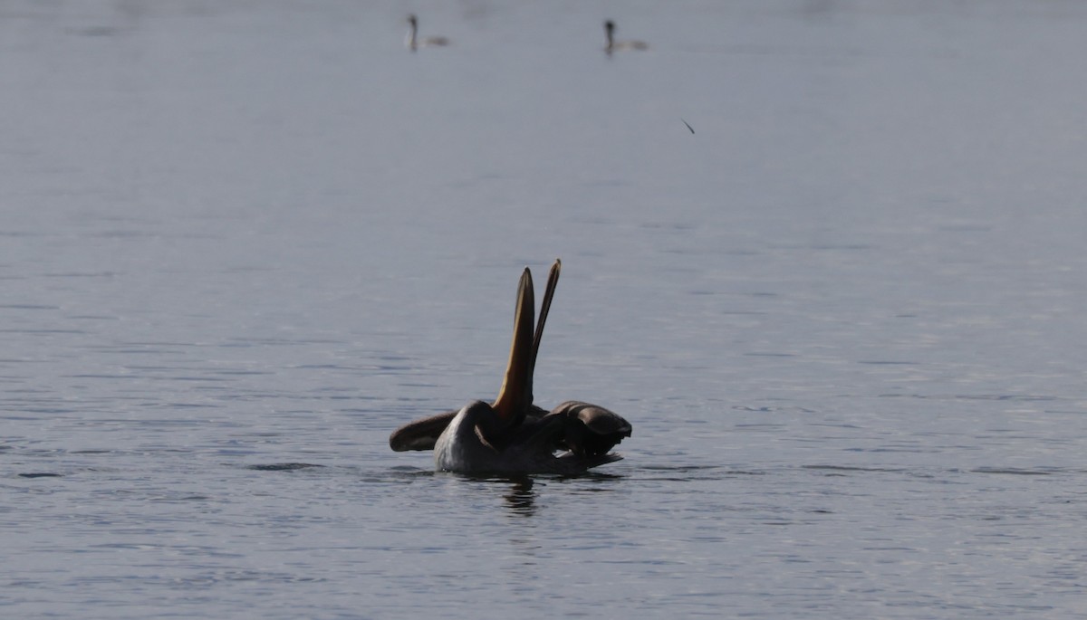 Brown Pelican - ML643796850