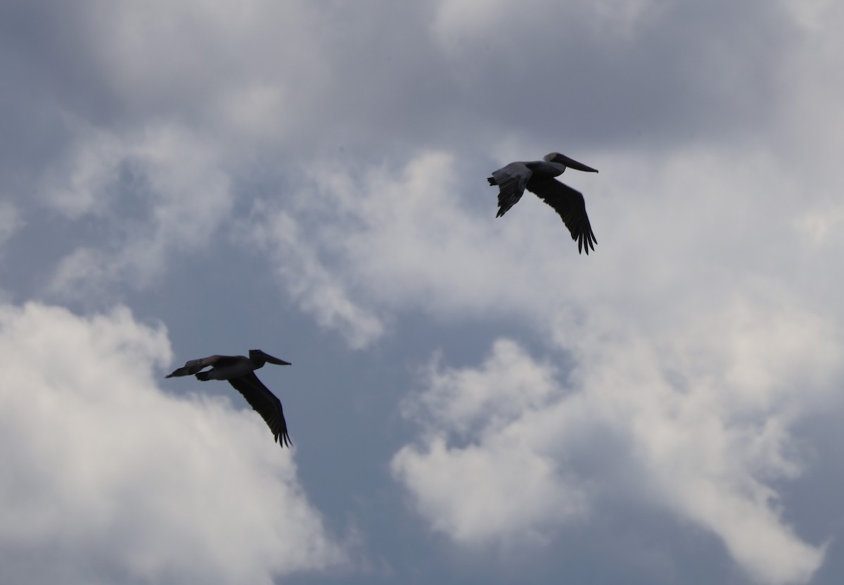 Brown Pelican - ML643796851