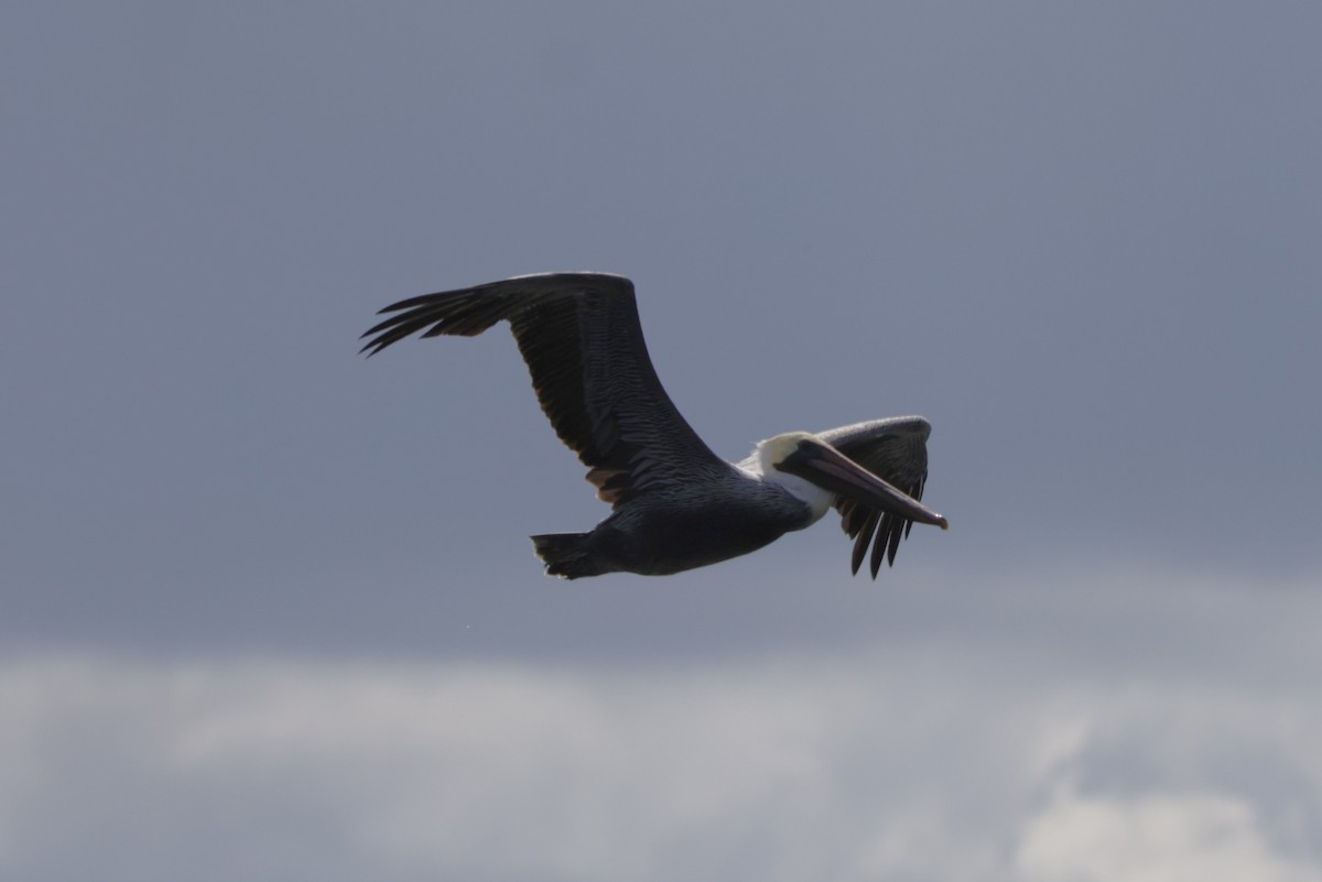 Brown Pelican - ML643796852
