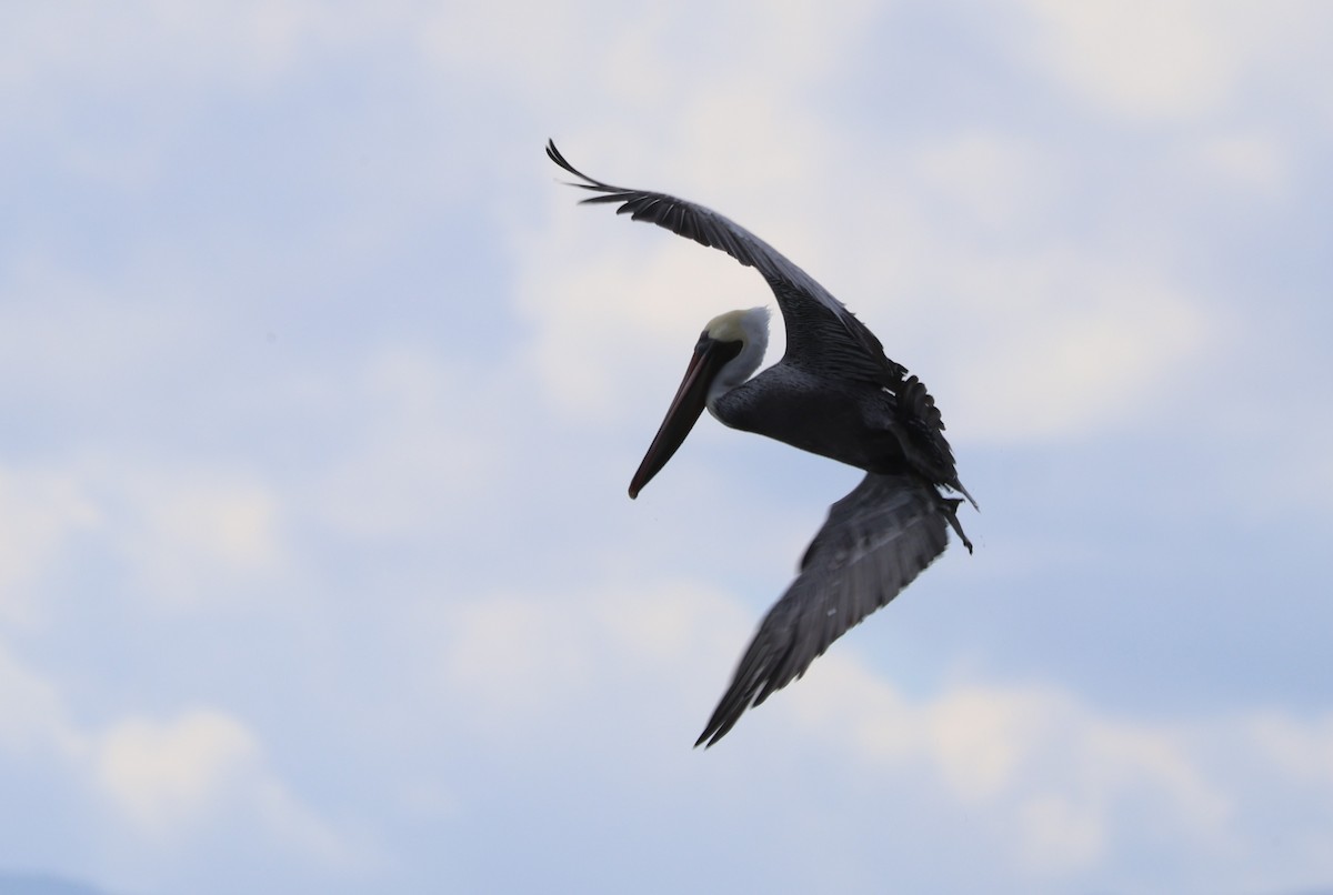 Brown Pelican - ML643796853