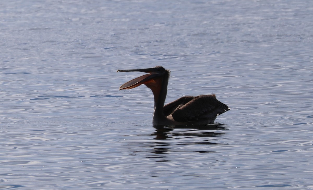 Brown Pelican - ML643796854