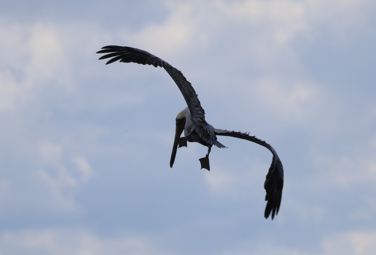 Brown Pelican - ML643796855