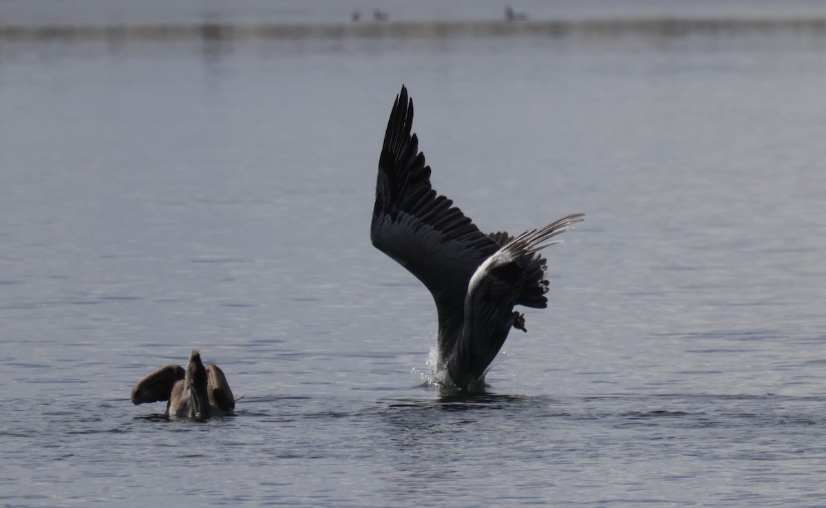 Brown Pelican - ML643796856