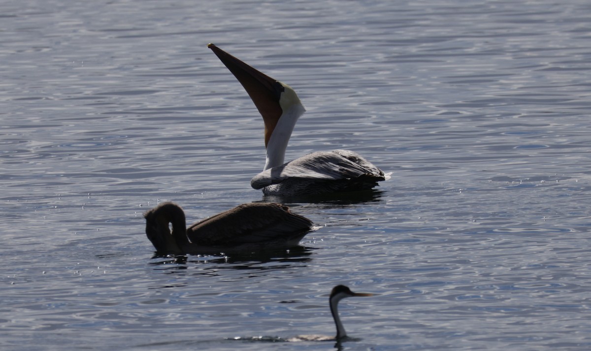 Brown Pelican - ML643796857