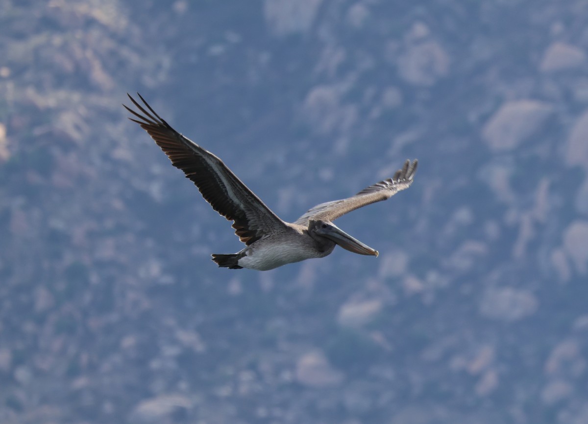 Brown Pelican - ML643796858