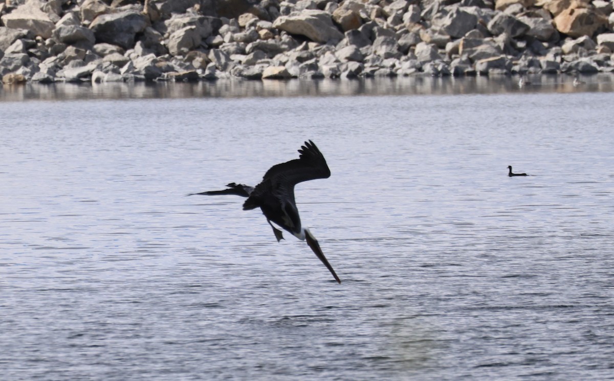Brown Pelican - ML643796859