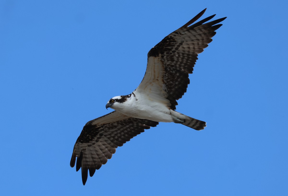 Osprey - ML643796873