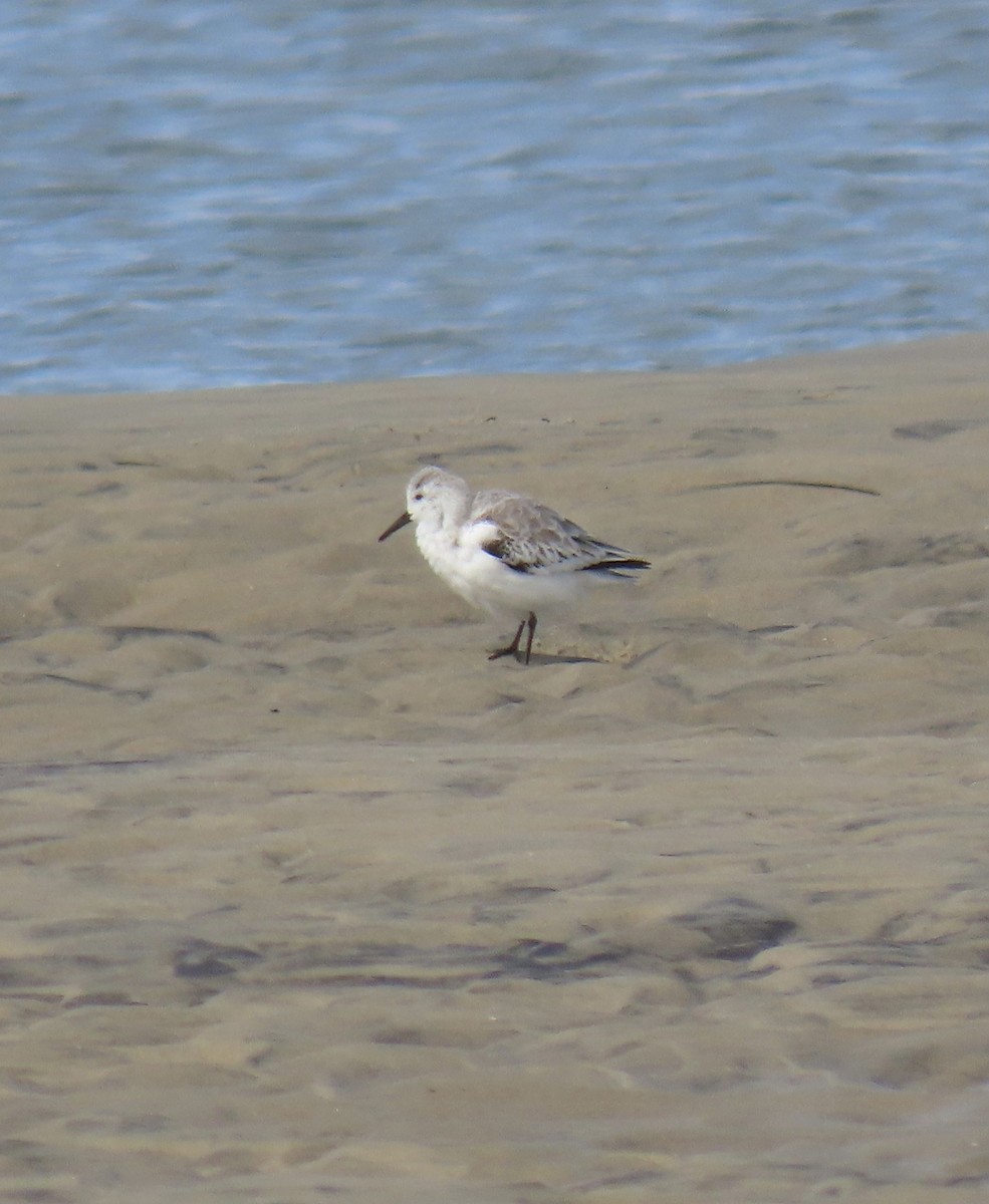 Sanderling - ML643796878