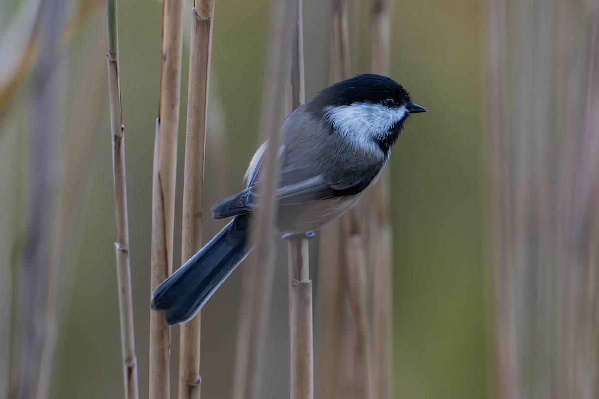 Black-capped Chickadee - ML643796887
