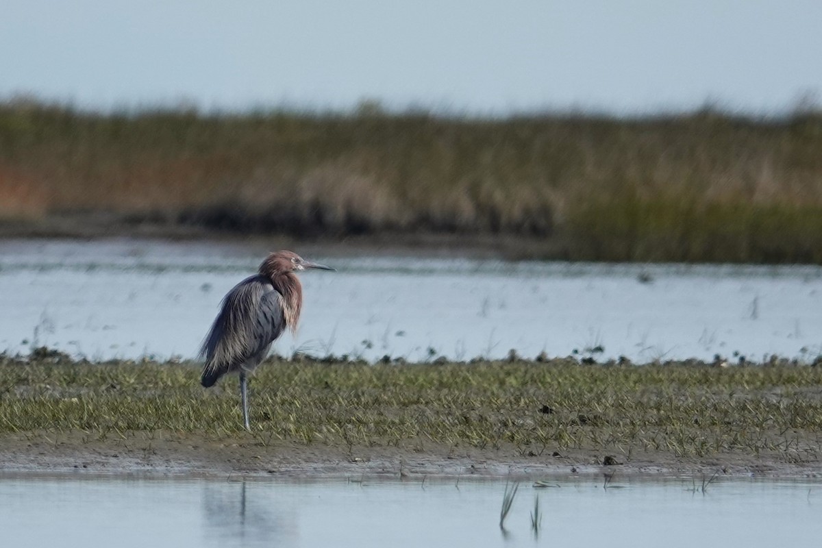 Reddish Egret - ML643796888