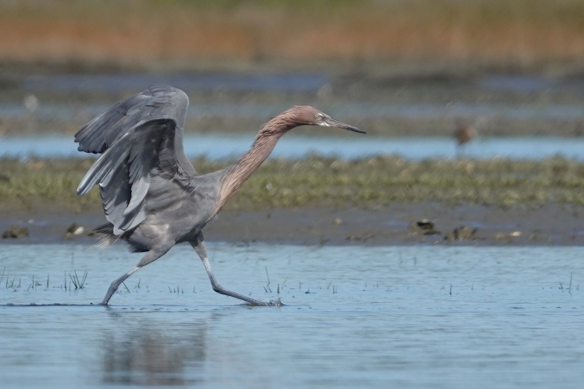 Reddish Egret - ML643796889