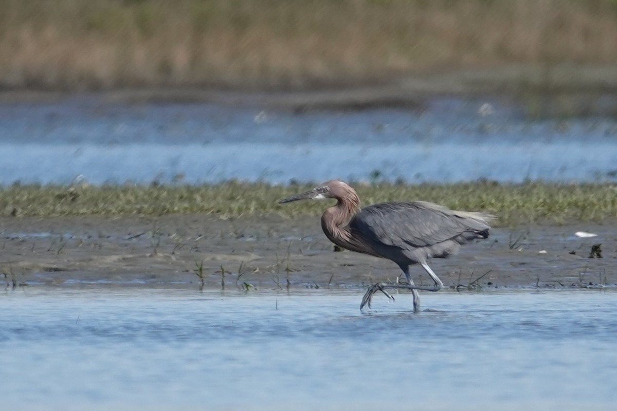 Reddish Egret - ML643796890