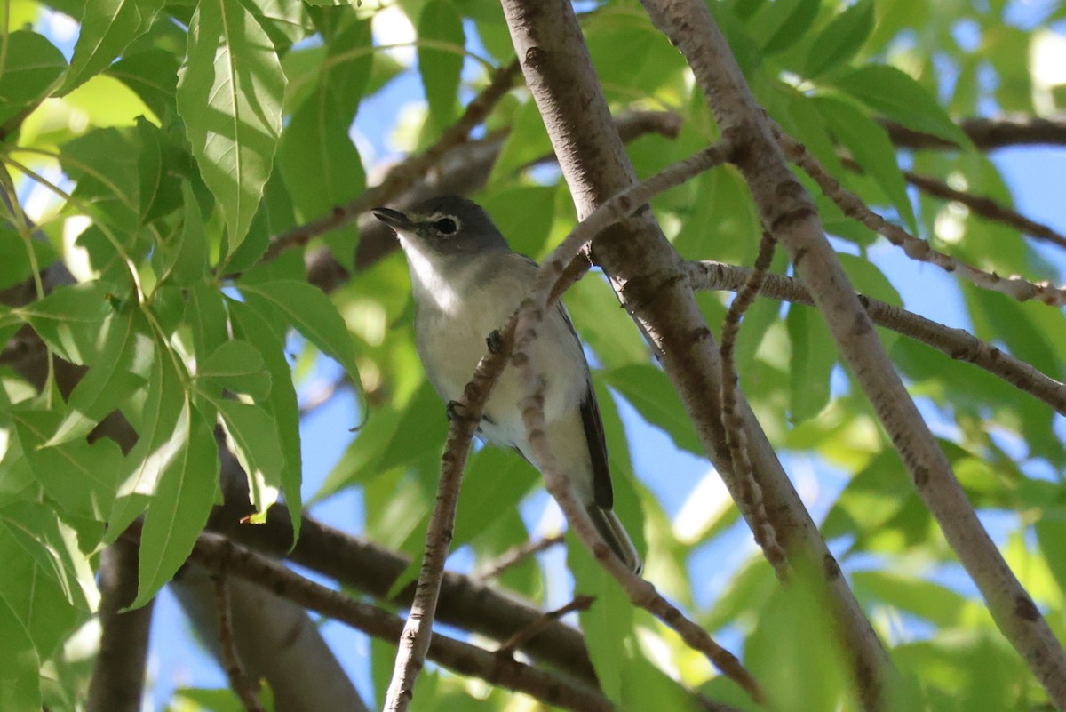 Plumbeous Vireo - ML643796898