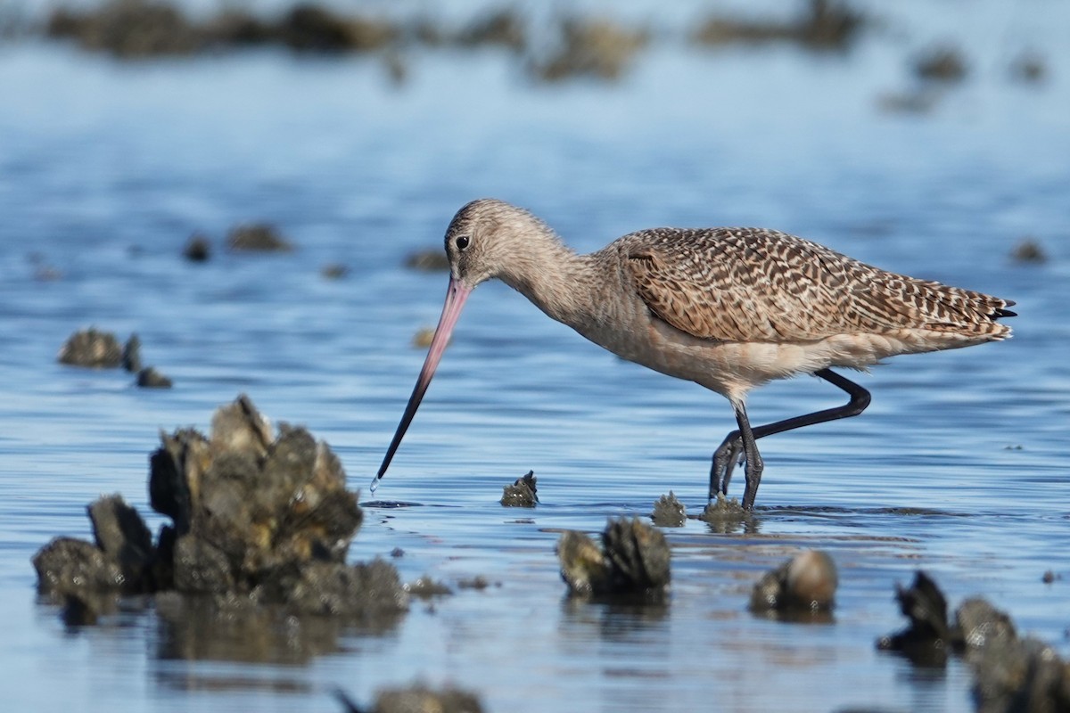 Marbled Godwit - ML643796905