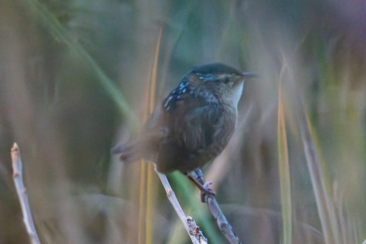 Marsh Wren - ML643796906